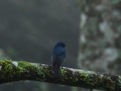 Eumyias albicaudatus