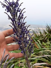 Lobelia hypoleuca