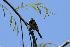 Phylidonyris niger