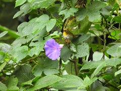 Zosterops palpebrosus