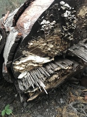 Coriolopsis gallica