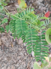 Albizia kalkora
