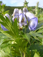 Aconitum maximum