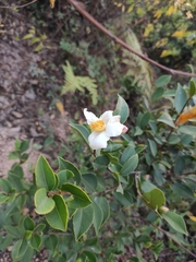 Camellia oleifera