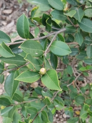 Camellia oleifera