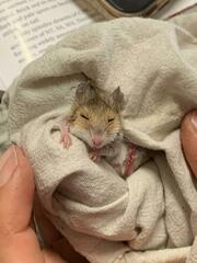 Pseudomys delicatulus