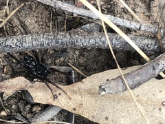 Nyssus