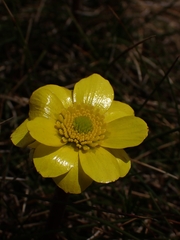 Ranunculus gunnianus