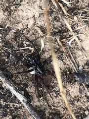 Nyssus