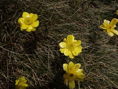 Ranunculus gunnianus