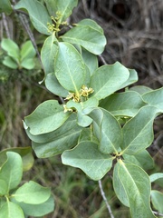 Santalum ellipticum