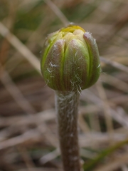 Ranunculus gunnianus