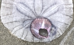 Paraconcavus pacificus