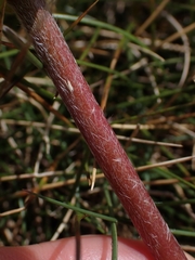 Ranunculus gunnianus