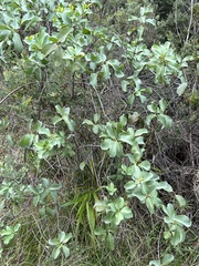 Santalum ellipticum