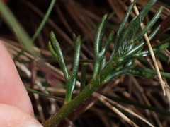 Ranunculus gunnianus