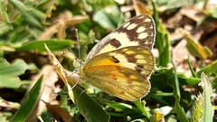 Colotis calais
