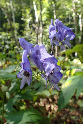 Aconitum neosachalinense iNat (2)