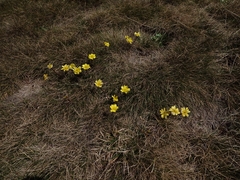 Ranunculus gunnianus