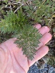 Anisotome haastii