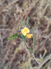 Sesbania cannabina