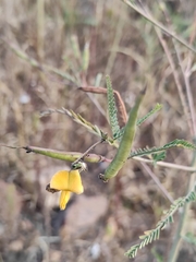 Sesbania cannabina