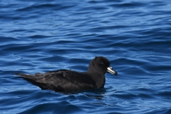 Procellaria westlandica