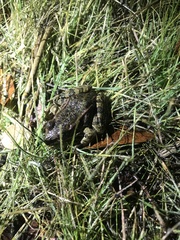 Rana draytonii