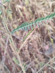Sesbania cannabina