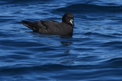Procellaria westlandica