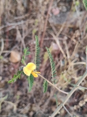 Sesbania cannabina