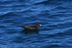 Procellaria westlandica