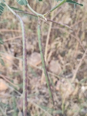 Sesbania cannabina
