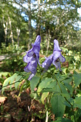 Aconitum neosachalinense