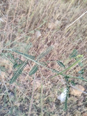 Sesbania cannabina