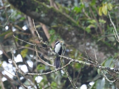 Pomatorhinus horsfieldii