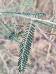 Sesbania cannabina