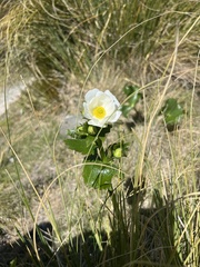 Ranunculus lyallii