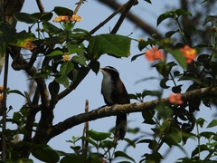 Pomatorhinus horsfieldii