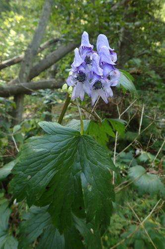 Aconitum neosachalinense iNat (3)