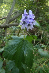 Aconitum neosachalinense
