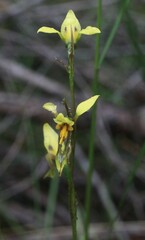 Diuris sulphurea