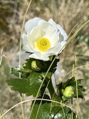 Ranunculus lyallii
