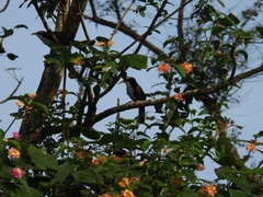 Pomatorhinus horsfieldii