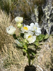 Ranunculus lyallii