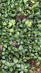 Ficus vaccinioides
