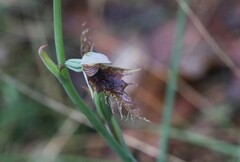 Calochilus robertsonii