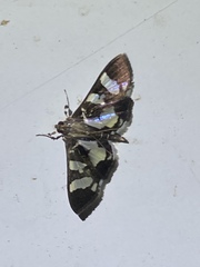 Desmia bajulalis