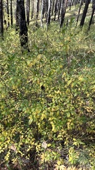 Rhododendron dauricum