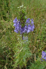 Aconitum sachalinense